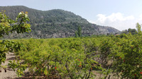 133. Kaunos