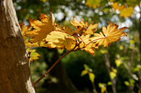 145. Autumn at the Royal Fort Gardens