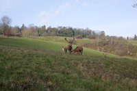 149. Red deers in Ashton Court