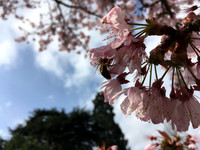 127. Cambridge botanical garden