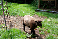182. Ada at Windmill Hill City Farm