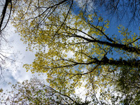 43. Leigh Woods