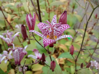 69. University of Bristol botanical garden